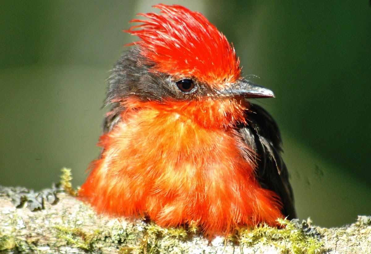 Vermilion flycatcher