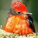 Vermilion flycatcher