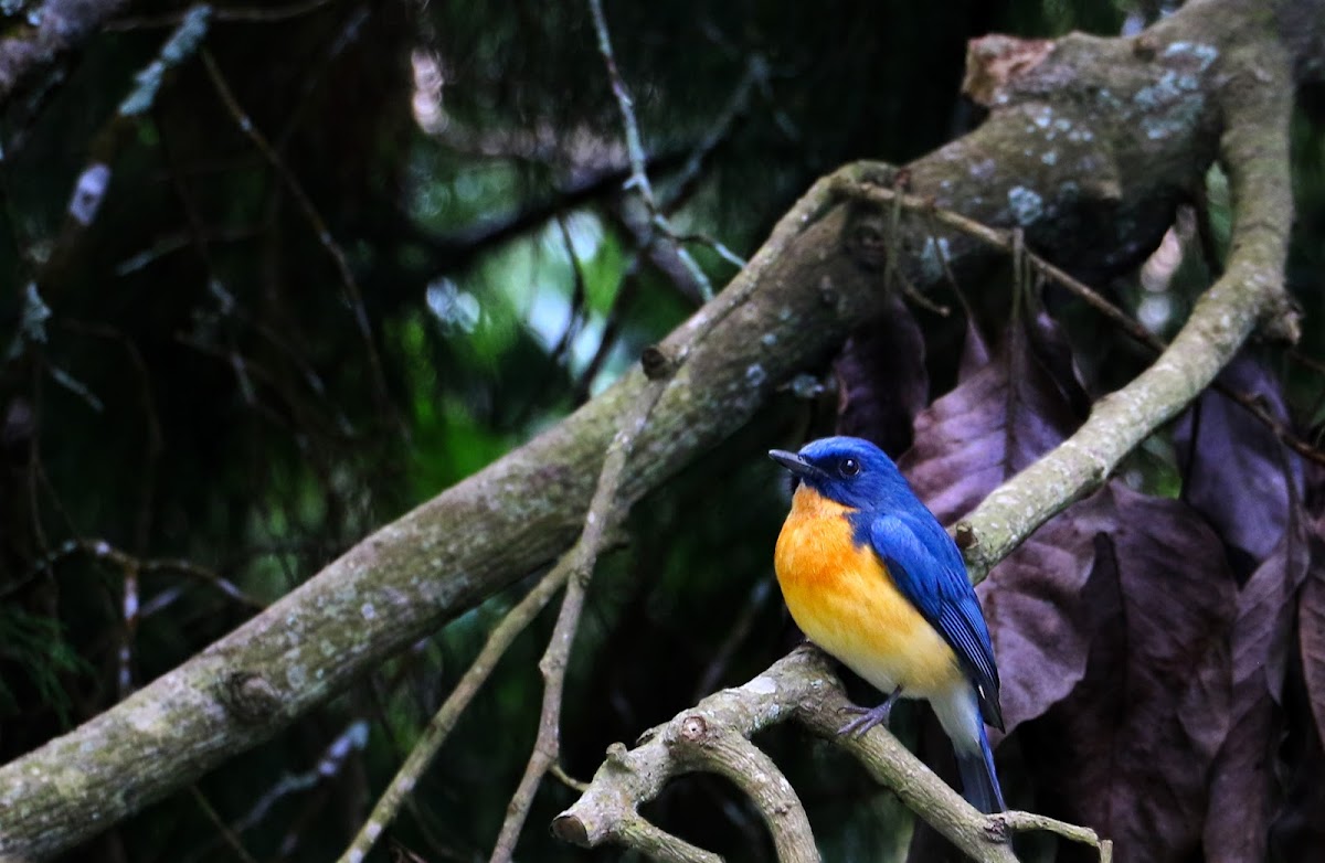 Tickell's blue flycatcher