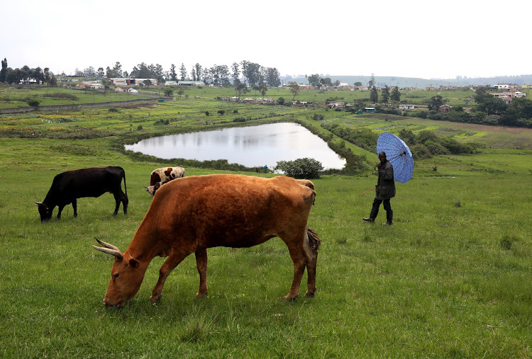 Headman Thembinkosi Shabalala, 41, looks after cows grazing near the dam.