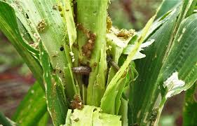 Destruction made by fall armyworms on maize plantation.