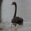 Black Swan