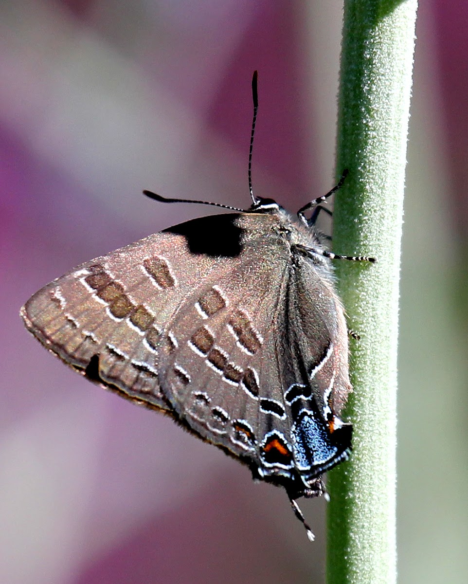 Banded Hairstreak