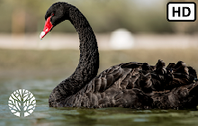 Black Swan HD Wallpapers New Tab small promo image