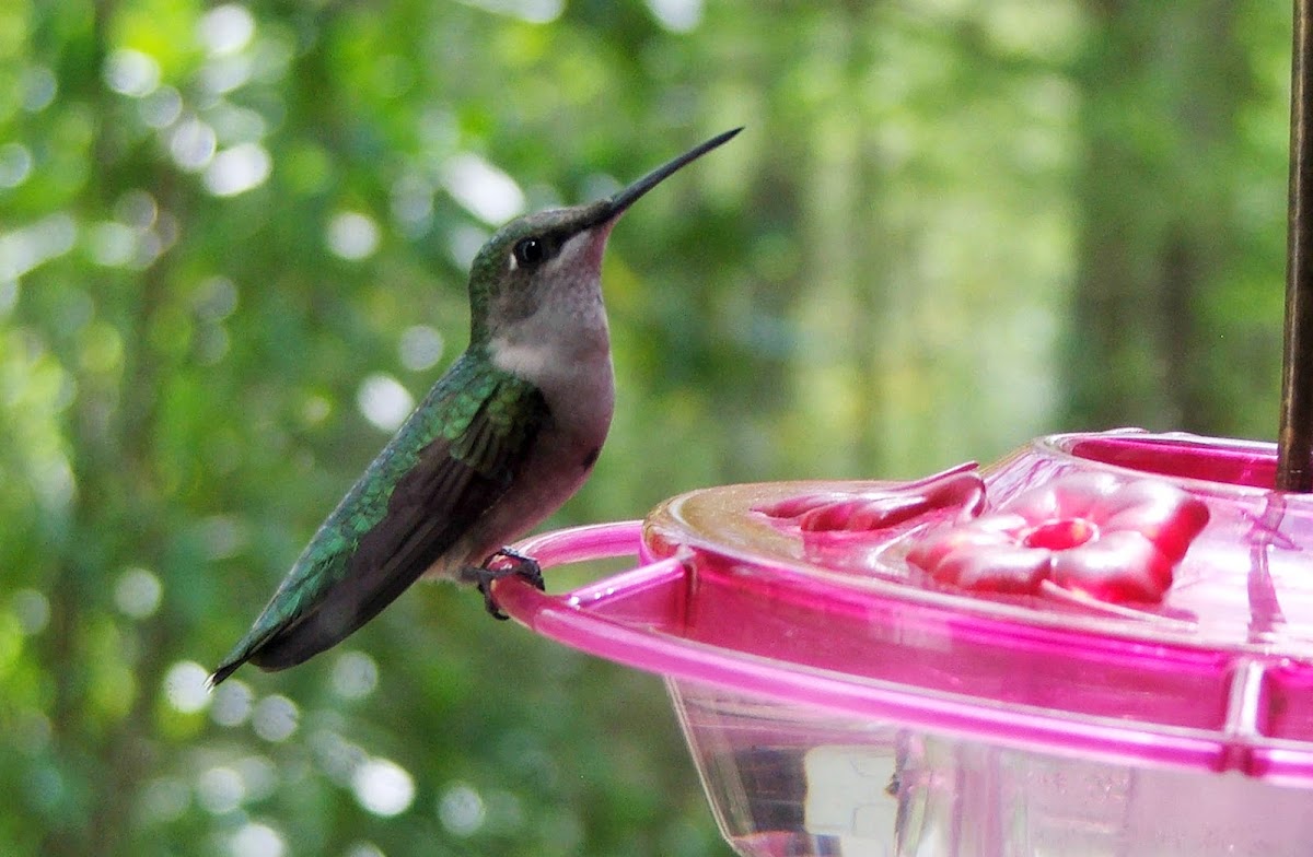 Ruby-throated Hummingbird