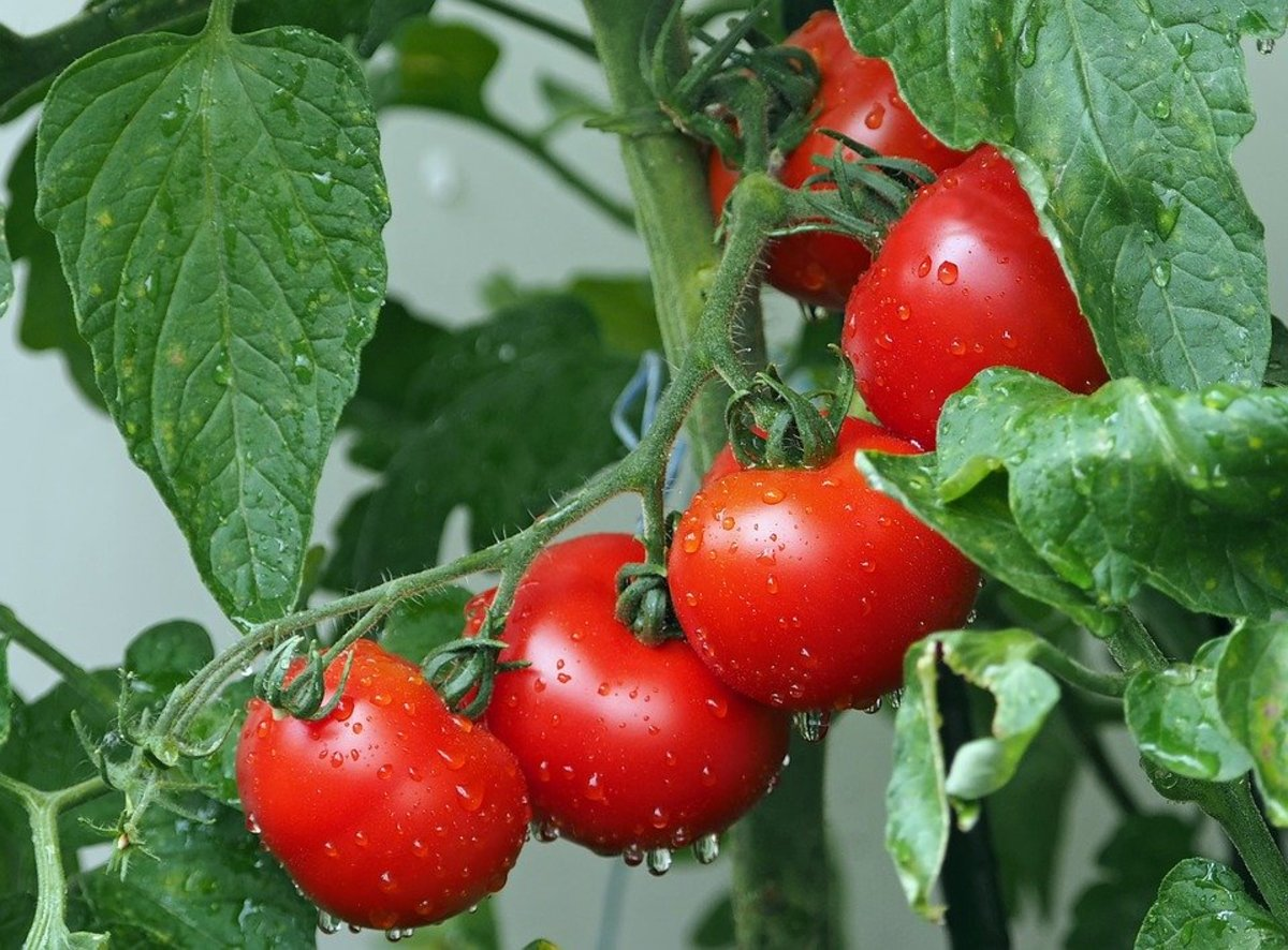 Nutritional Needs of Tomato Plants