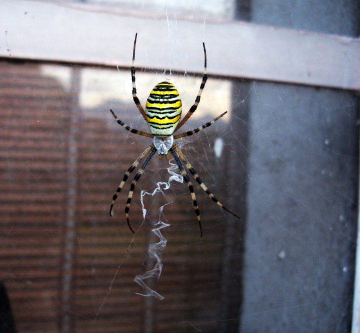 Argiope fasciata di luigig