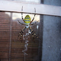 Argiope fasciata di 