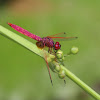 Crimson Dropwing