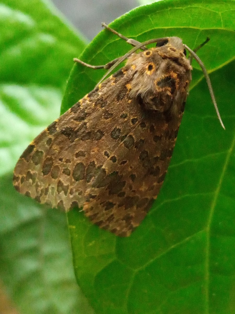 Olepa moth