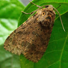 Olepa moth