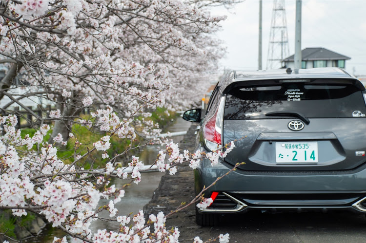 アクアの桜と愛車・4月もよろしくお願い致します🌸・サクラと愛車・桜シーズン開幕に関するカスタム事例の投稿画像2枚目