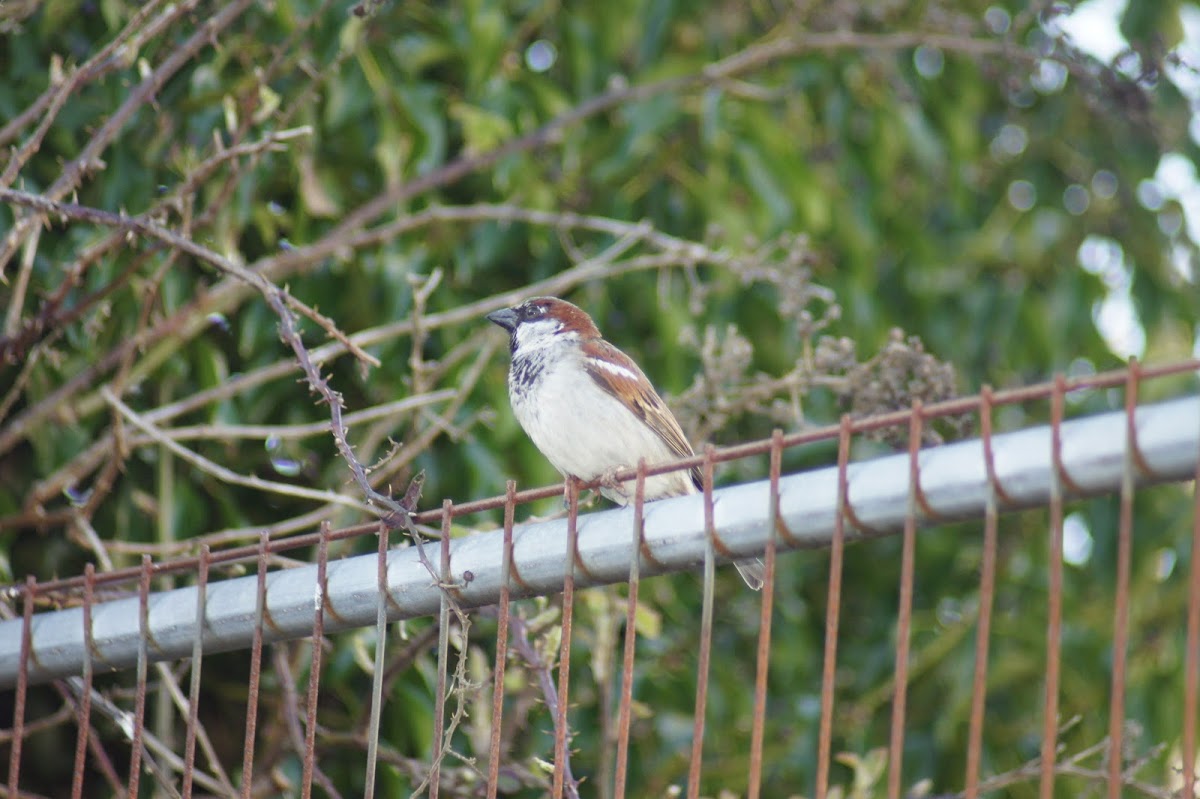 House Sparrow ♂