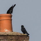 Jackdaw