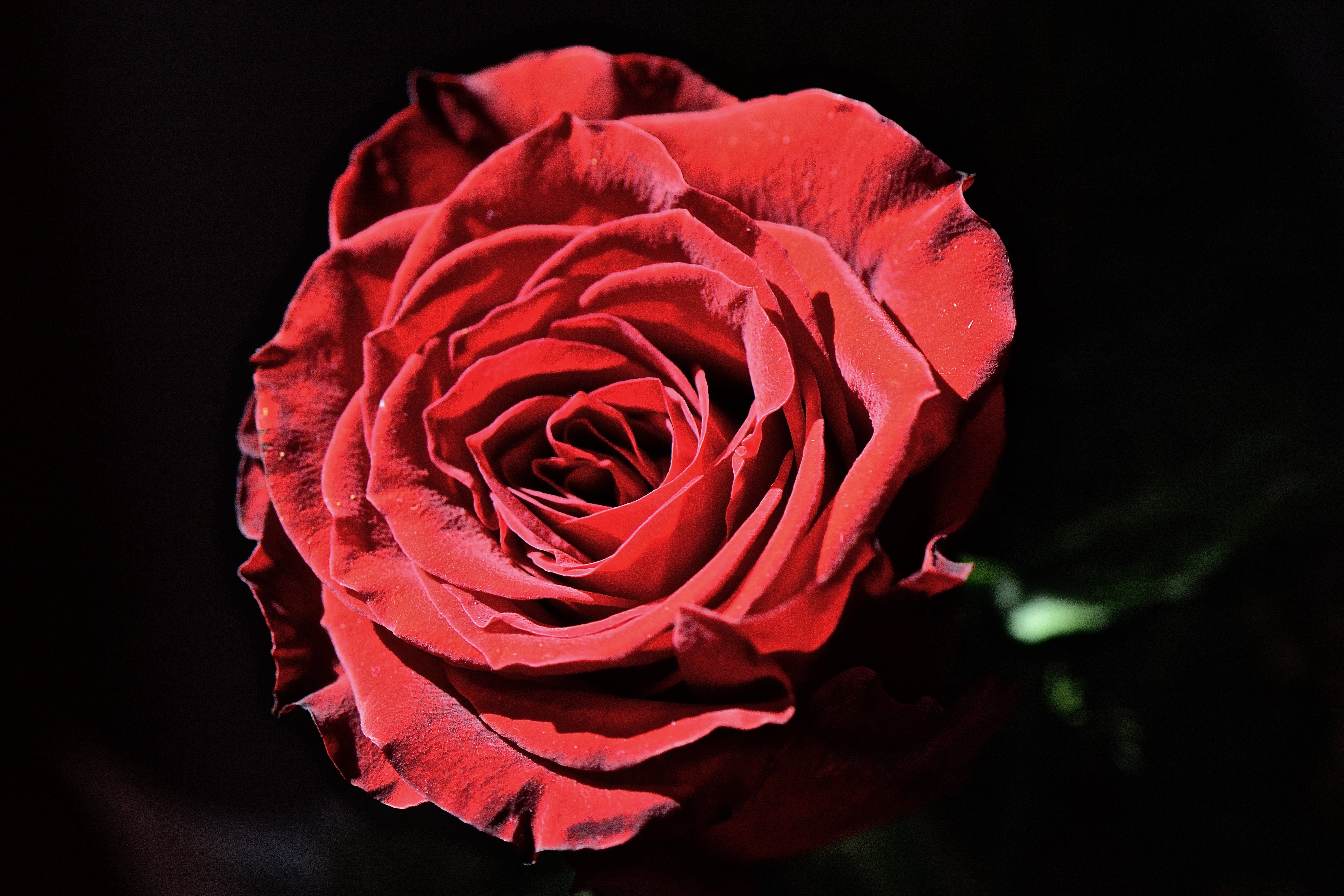 Ti regalerò una rosa    Una rosa rossa per dipingere ogni cosa    Una rosa per ogni tua lacrima da consolare    E una rosa per poterti amare... di beatrice_maccelli