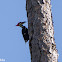 Pileated Woodpecker