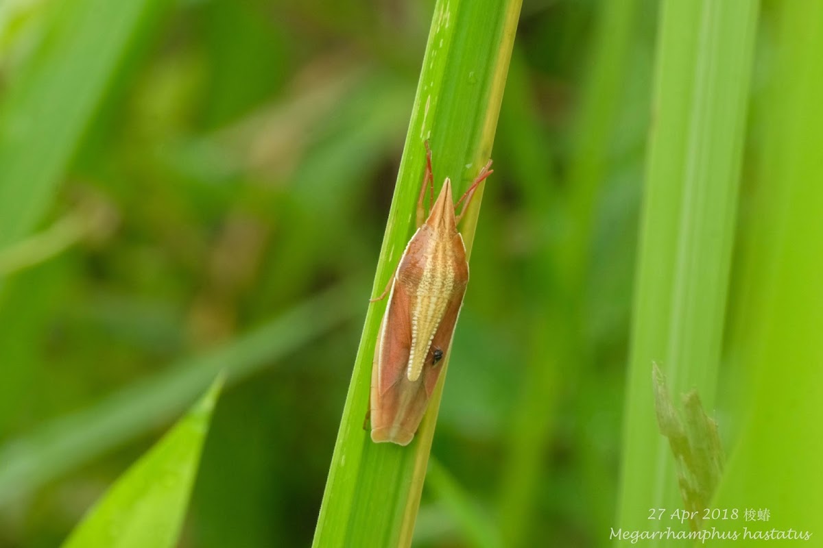 Megarrhamphus hastatus 梭蝽