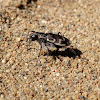 Bronzed Tiger Beetle