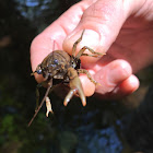 Crayfish