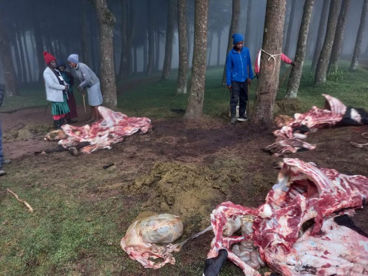 Residents of Magumu village near Soko Mjinga look at the meat of a stolen, slaughtered cow by thugs on Tuesday morning.