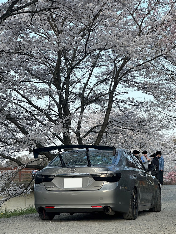 マークXのサクラと愛車・桜とコラボに関するカスタム事例の投稿画像1枚目