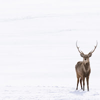 Winter came for House Baratheon! di 