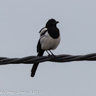 Magpie; Urraca