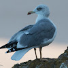 Lesser Black-backed Gull