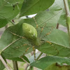 Green Lynx Spider