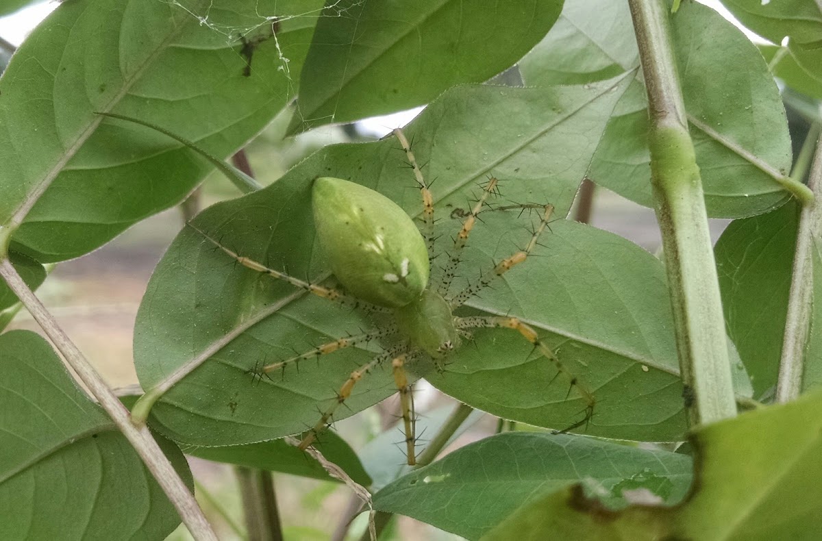 Green Lynx Spider