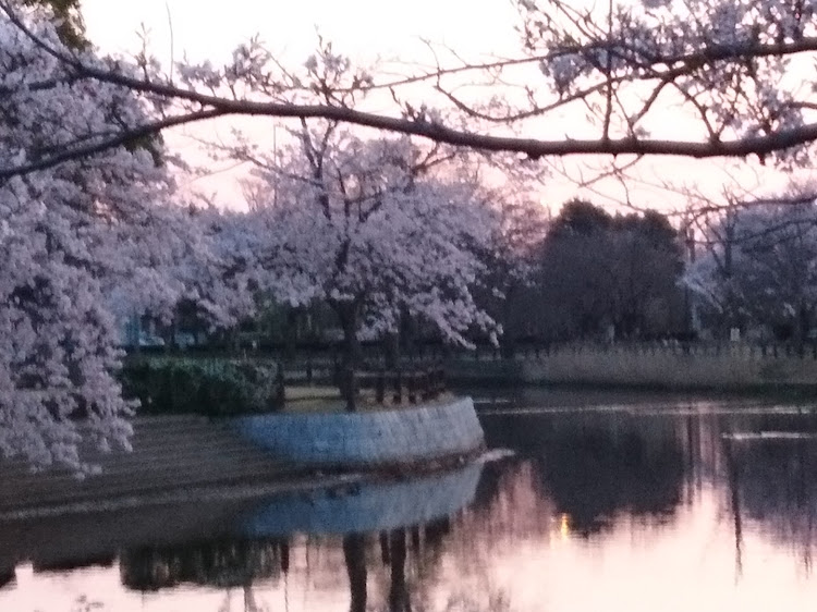 めいんくんさんが投稿した桜に関するカスタム事例の投稿画像1枚目