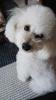 彼氏からのプレゼント