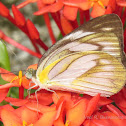 Striped Albatross ( female)