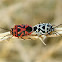 Red Cabbage Bugs mating