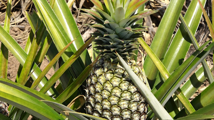 Pineapples planted in the proposed Proximity City of Returns by diaspora community in Magarini, Kilifi county