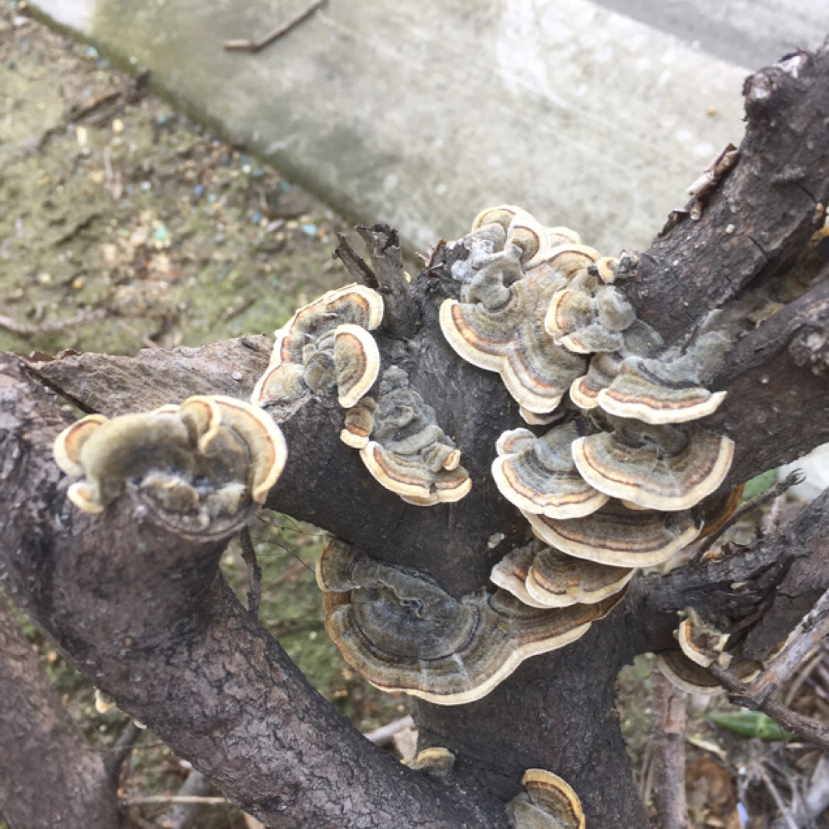 Turkey tail