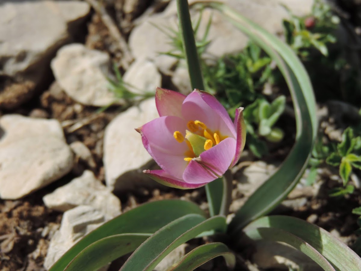 Mountain Tulip