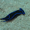 Blue velvet seaslug