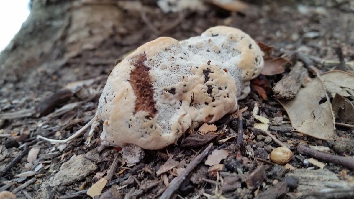 Unknown Mushroom