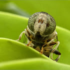 Big-headed Lagoon Fly