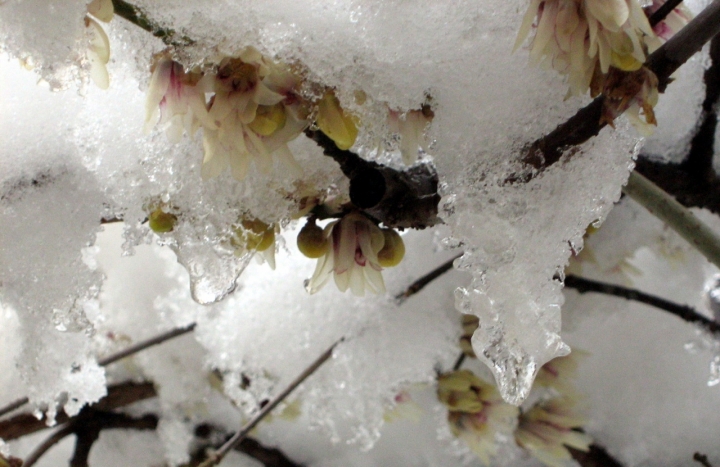 Profumi sotto l'ultima neve di Maggiolina