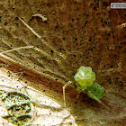 Pale green Comb-footed spider