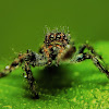 Jumping Spider