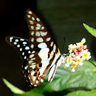 Common Jay