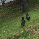 Black vulture