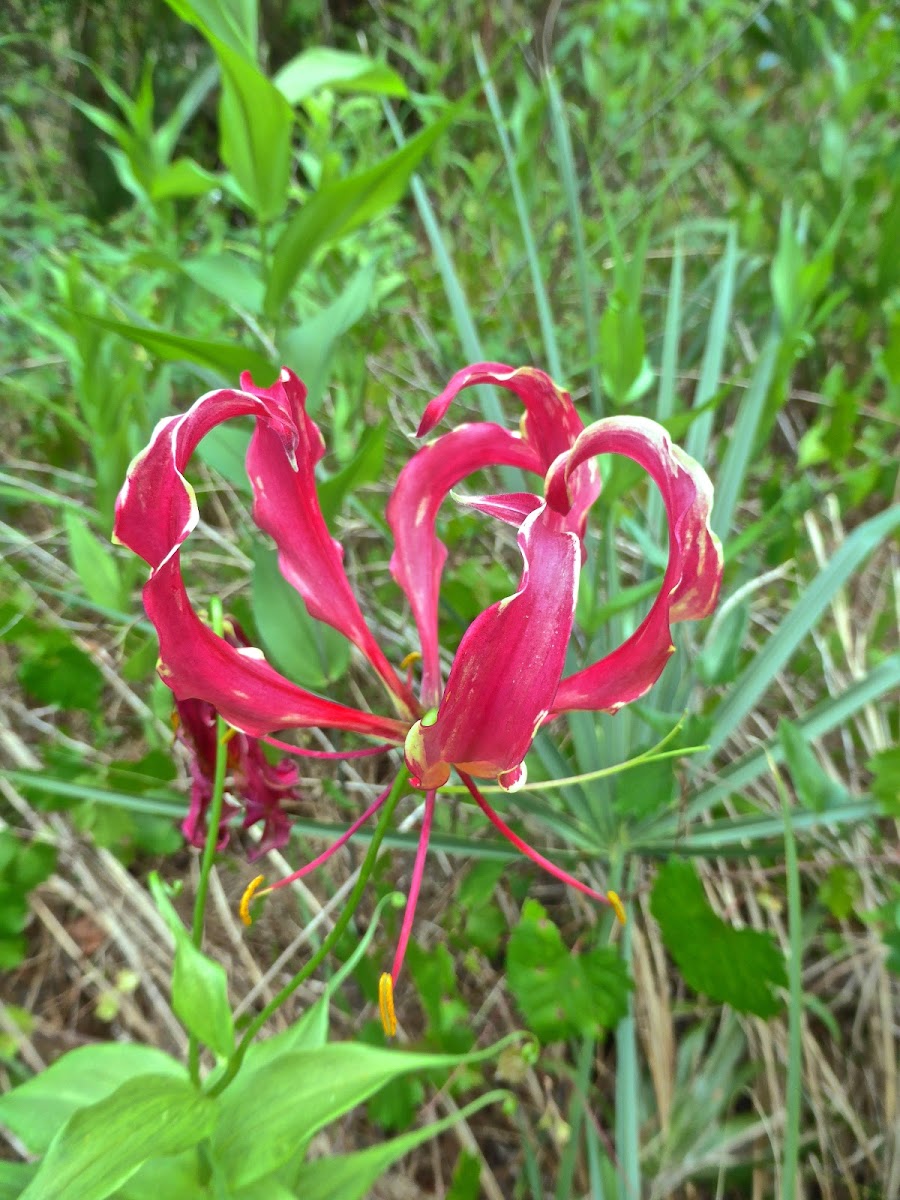 Flame Lily