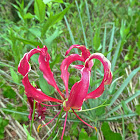 Flame Lily