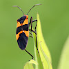 Large Milkweed Bug