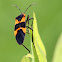 Large Milkweed Bug