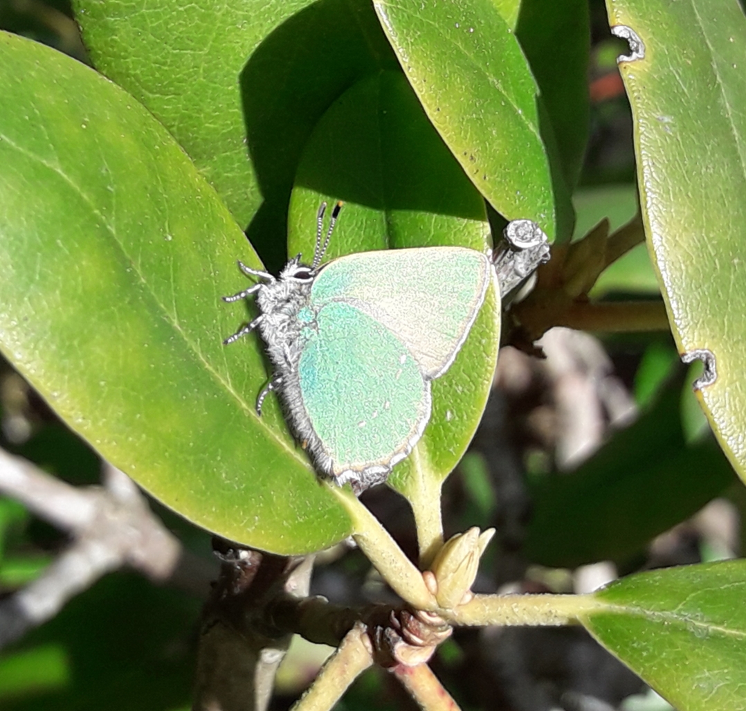 Green hairstreak